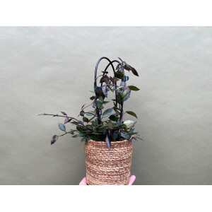 Hoya Krohniana Black Leaves XL