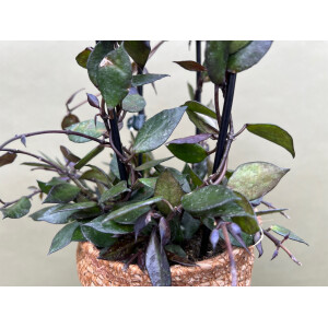 Hoya Krohniana Black Leaves XL