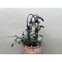 Hoya Krohniana Black Leaves XL