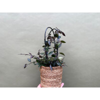 Hoya Krohniana Black Leaves XL