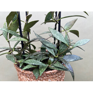 Hoya parviflora spotted XL selten