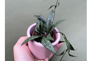 Hoya parviflora spotted Babyplant