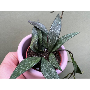 Hoya parviflora spotted Babyplant