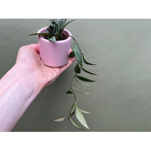 Hoya parviflora spotted Babyplant