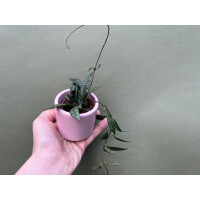 Hoya parviflora spotted Babyplant