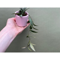 Hoya parviflora spotted Babyplant
