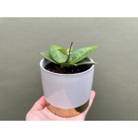 Hoya parasitica black edge