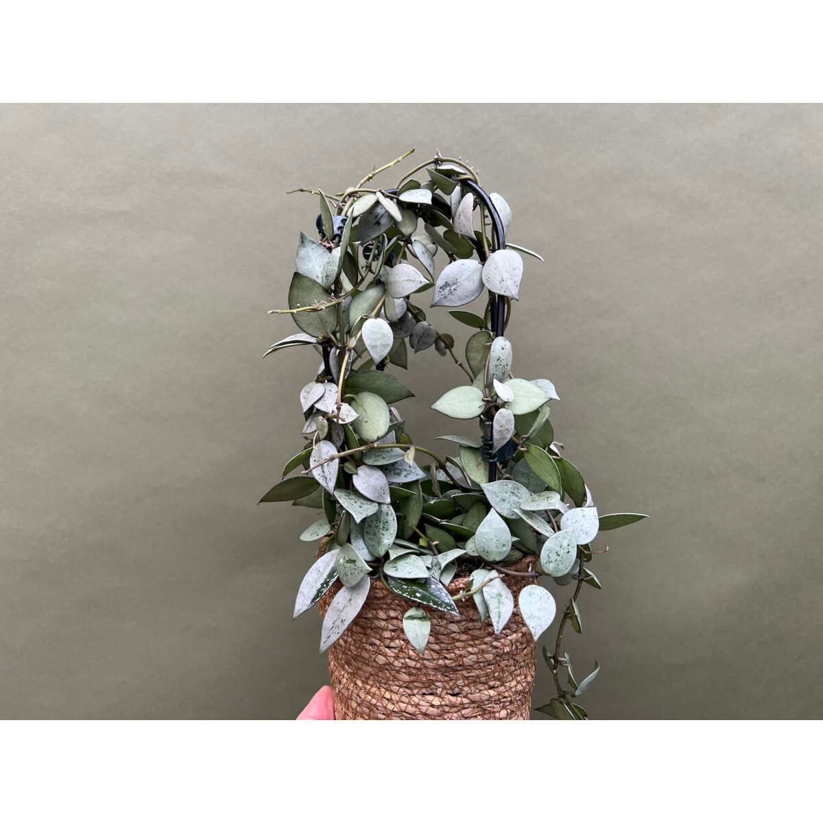 Hoya Super Silver XL