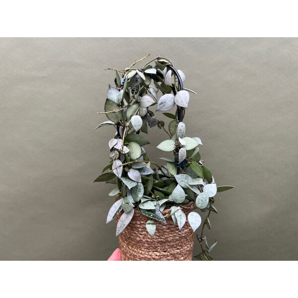 Hoya Super Silver XL