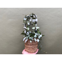 Hoya Super Silver XL