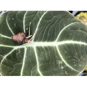 Alocasia Black Velvet Bulbe