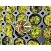 Alocasia Black Velvet Bulbe