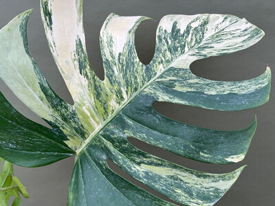 Monstera aurea variegata