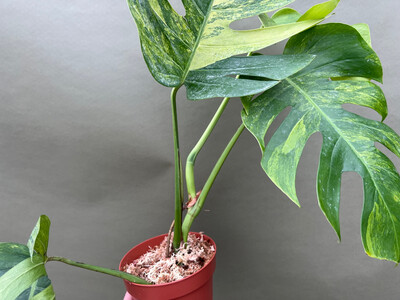 Monstera aurea variegata