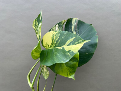 Monstera aurea variegata