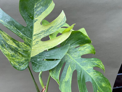 Monstera aurea variegata