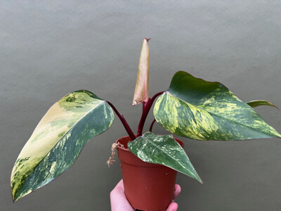 Philodendron Strawberry Shake