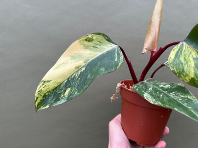 Philodendron Strawberry Shake