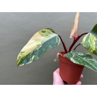 Philodendron Strawberry Shake