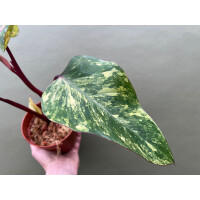 Philodendron Strawberry Shake