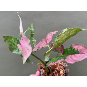 Syngonium Pink Lava
