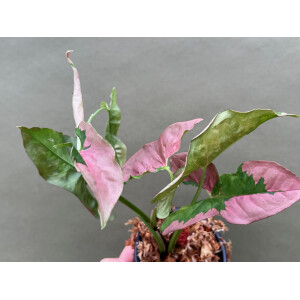 Syngonium Pink Lava