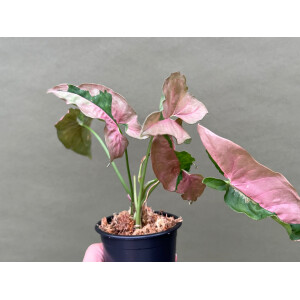 Syngonium Pink Lava