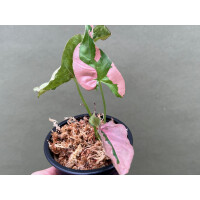 Syngonium Pink Lava