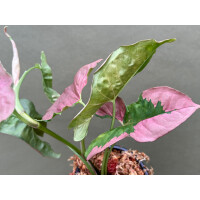 Syngonium Pink Lava