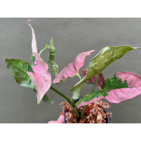 Syngonium Pink Lava