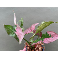 Syngonium Pink Lava