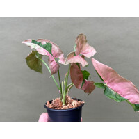 Syngonium Pink Lava