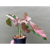 Syngonium Pink Lava