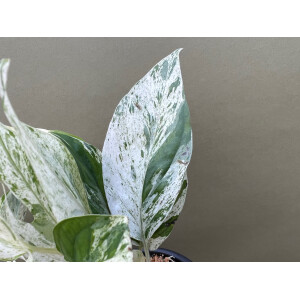 Epipremnum pinnatum marble variegata Cutting