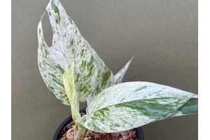 Epipremnum pinnatum marble variegata Cutting