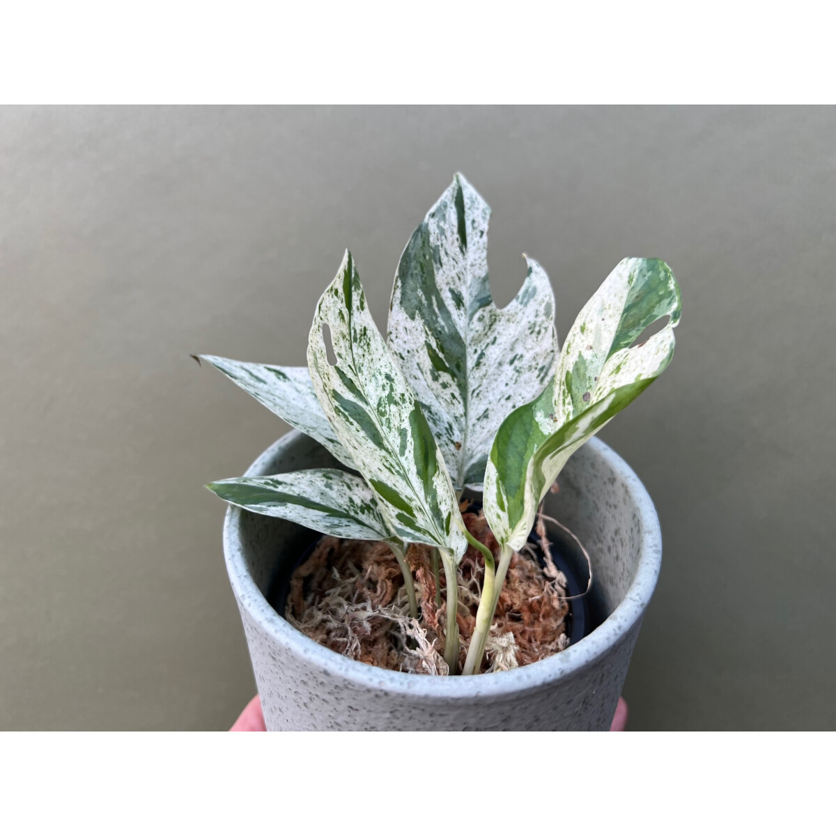 Epipremnum pinnatum marble variegata M