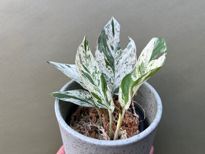 Epipremnum pinnatum marble variegata