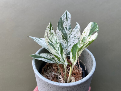 Epipremnum pinnatum marble variegata M