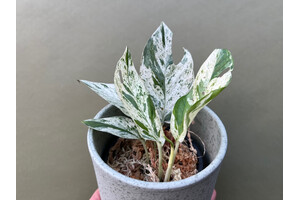 Epipremnum pinnatum marble variegata M