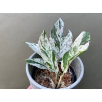 Epipremnum pinnatum marble variegata M