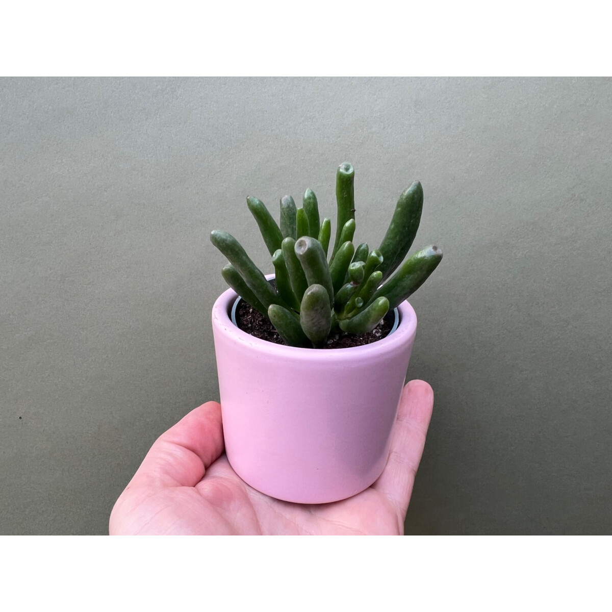 Crassula ovata Coral Babyplant