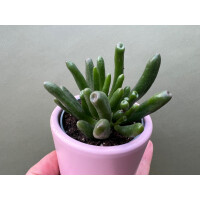 Crassula ovata Coral Babyplant