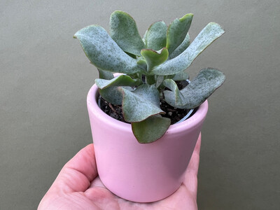 Crassula Arborescens curly Babyplant