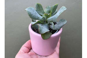 Crassula Arborescens curly Babyplant