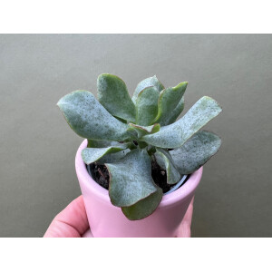 Crassula Arborescens curly Babyplant