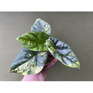 Alocasia Sinuata Variegata