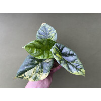 Alocasia Sinuata Variegata