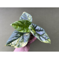 Alocasia Sinuata Variegata