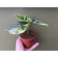 Alocasia Sinuata Variegata