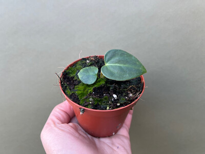 Anthurium regale Babyplant